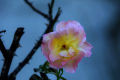 Die Rose Westerland im Herbst