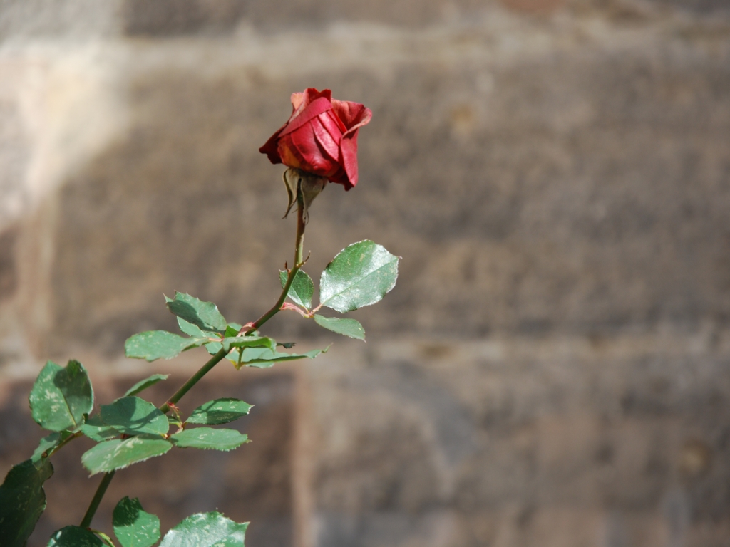 Die Rose...Liebe ist ....