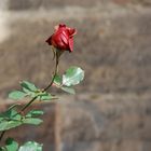Die Rose...Liebe ist ....