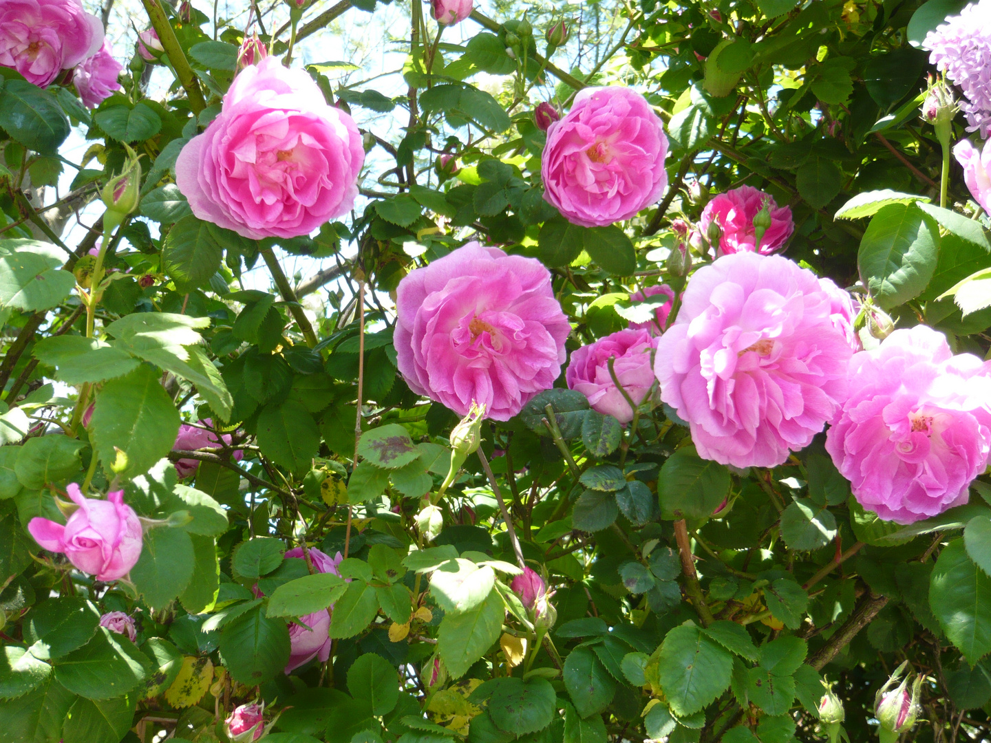 Die Rosen aus der Normandie Normandie  Frankreich 