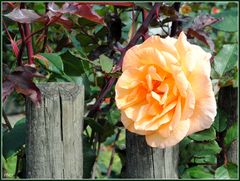 Die Rosen aus Nachbars Garten