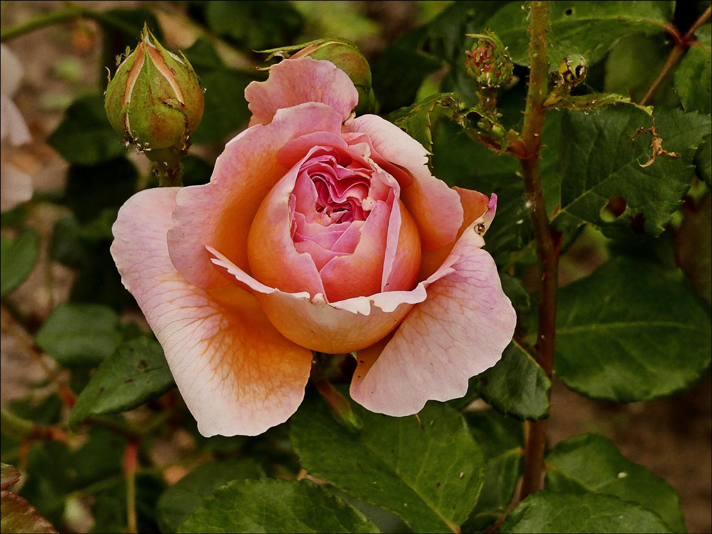 Die Rosen blühen ...