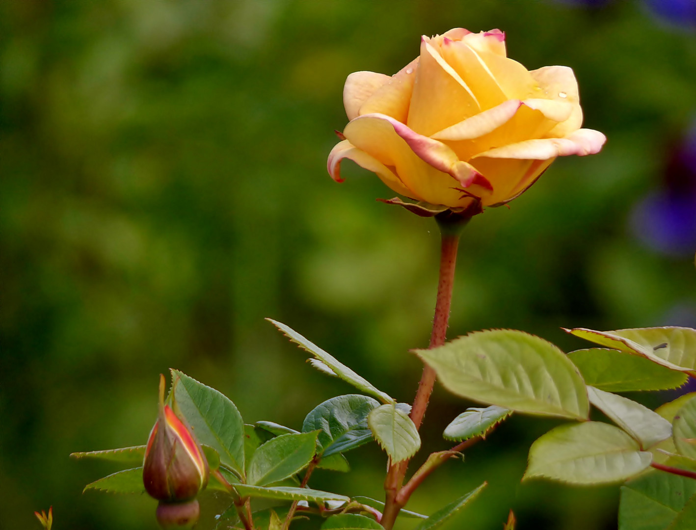 Die Rosen blühen . . .