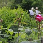 Die Rosen blühen