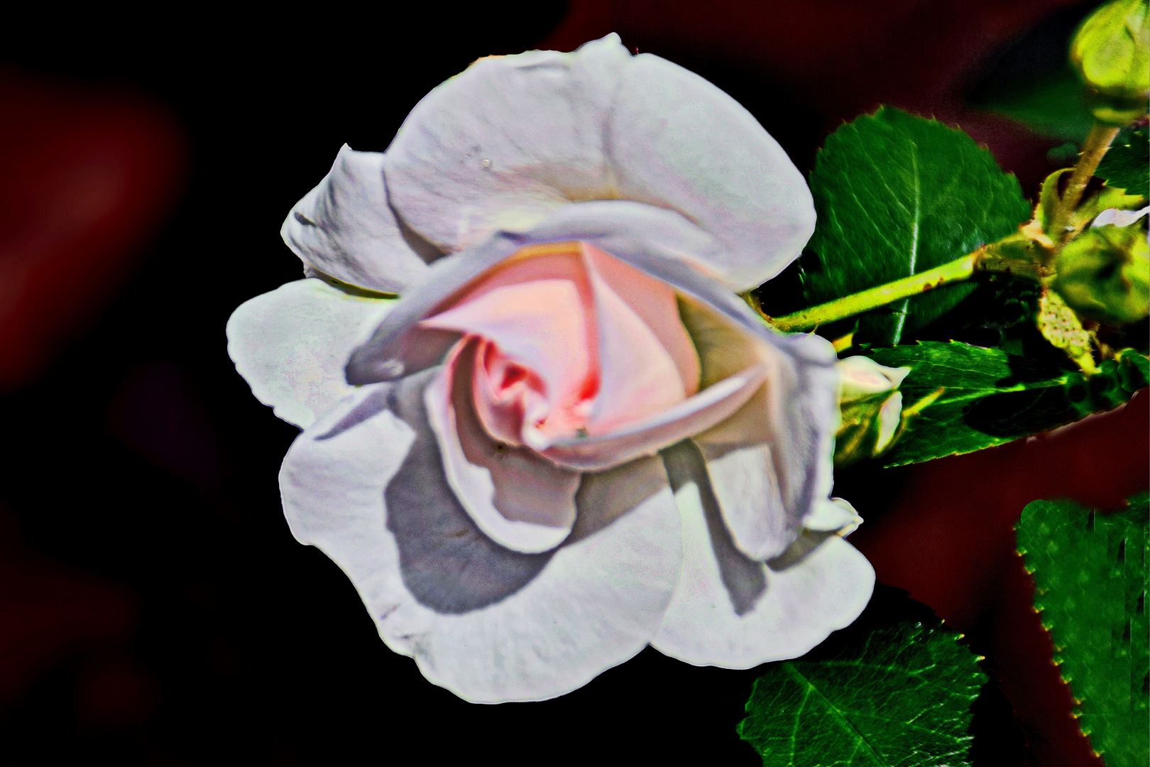 Die Rosen des Frühlings sind die Träume des Winters