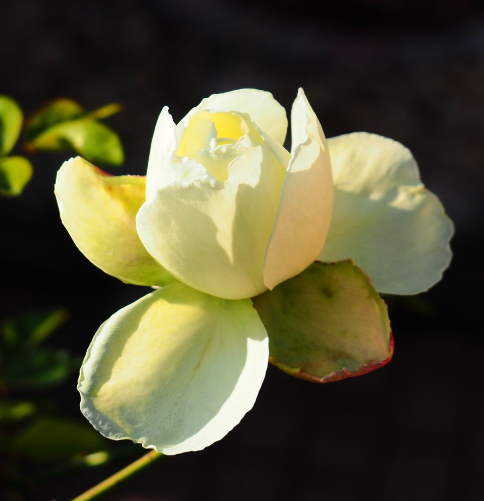 die Rosen entblättern sich langsam