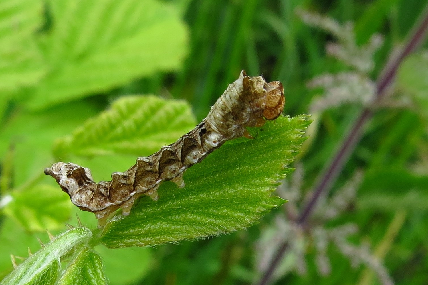 Die Rosen Eulenspinnerraupe