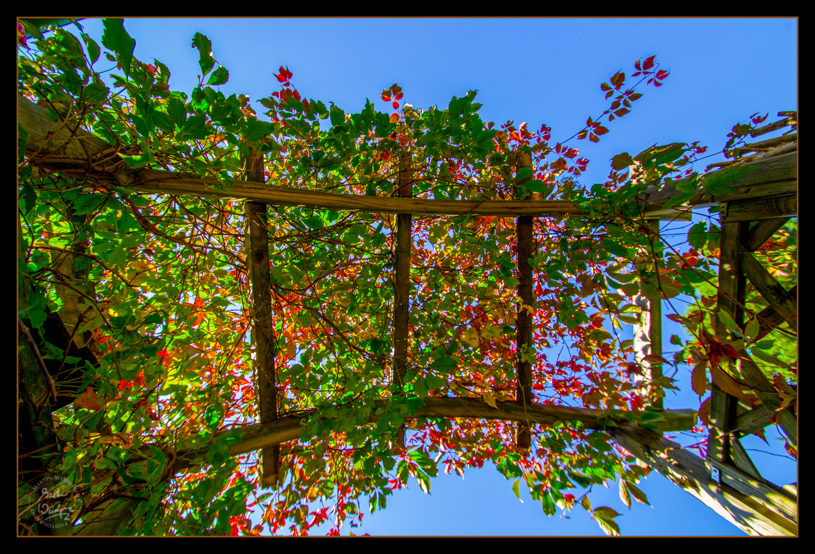 Die Rosen im Herbst