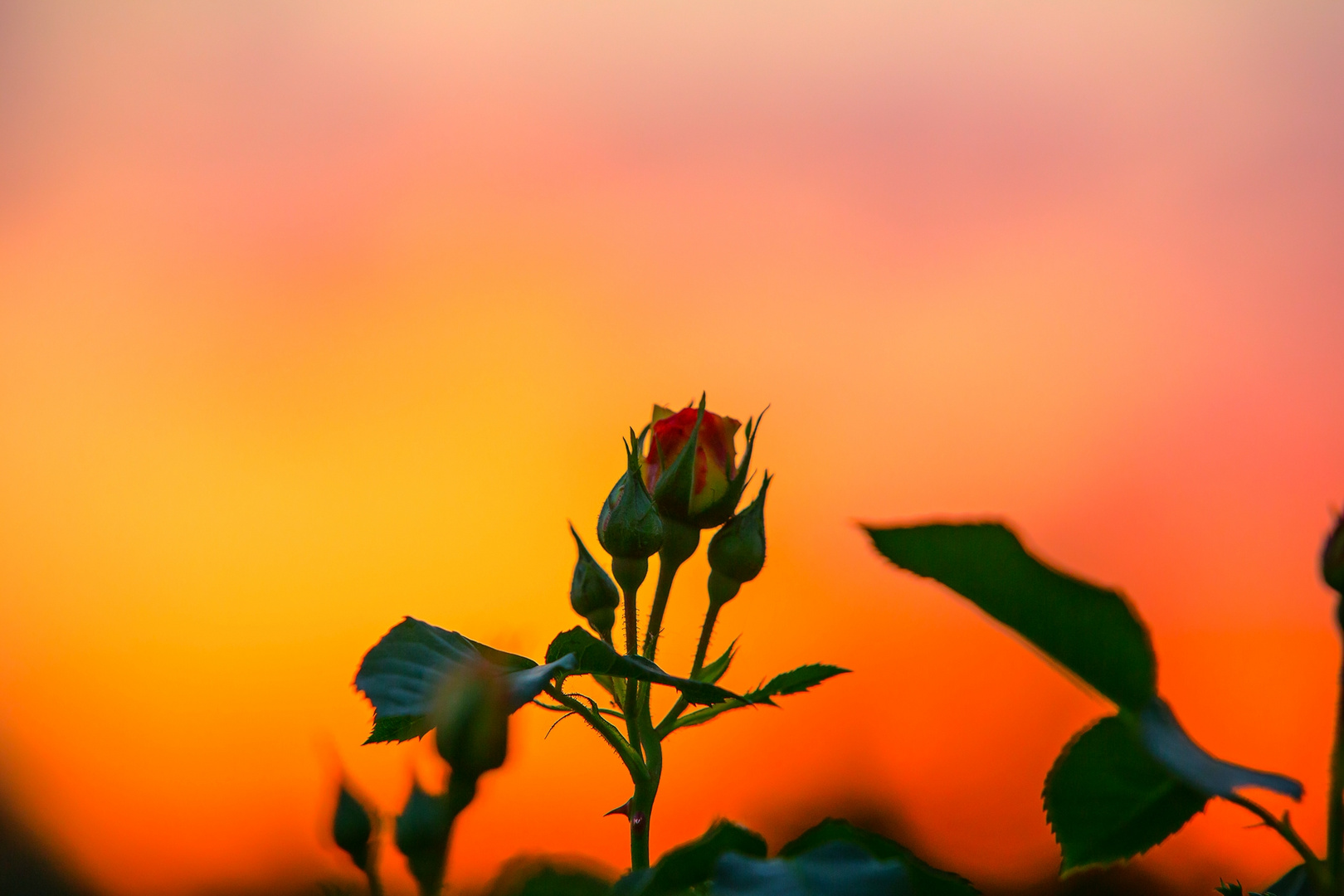 die Rosen im Sonnenuntergang