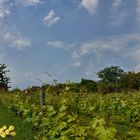 Die Rosen im Weinberg 