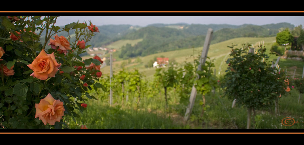 Die Rosen im Weinberg