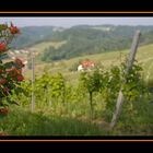 Die Rosen im Weinberg