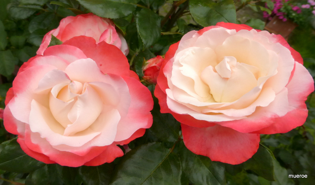 Die Rosen in Nachbars Garten