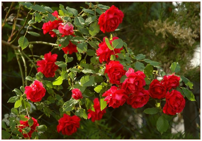 Die Rosen in unserem Garten