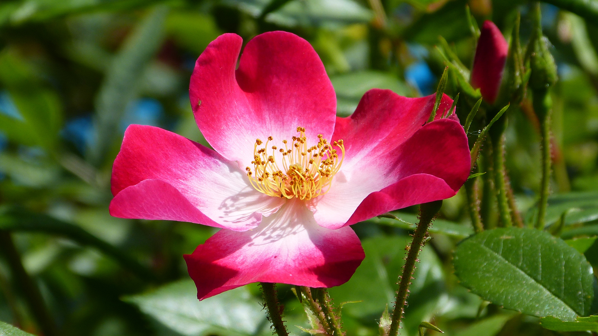 die Rosen meiner Frau 