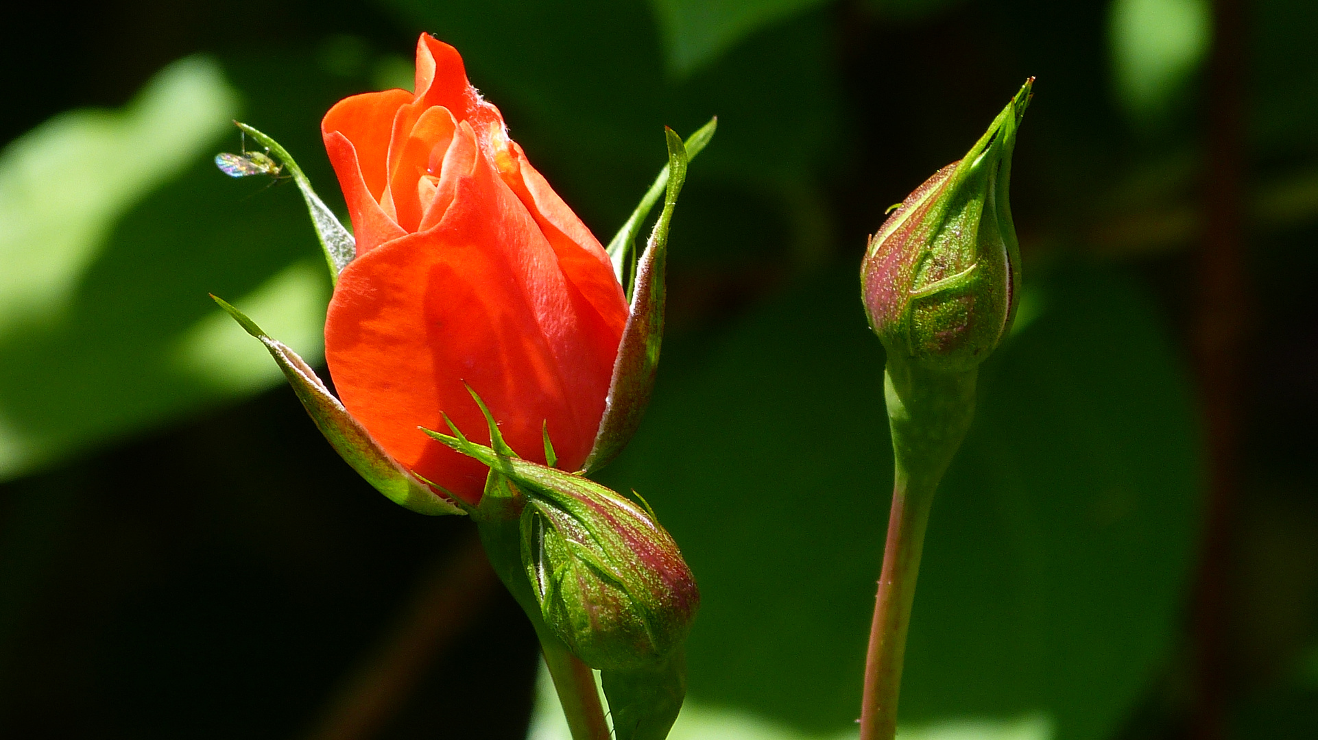 die Rosen meiner Frau. 