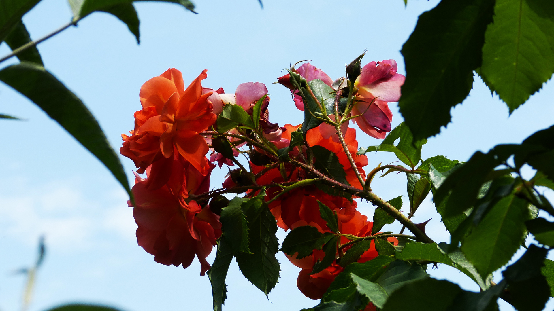 die Rosen meiner Frau 