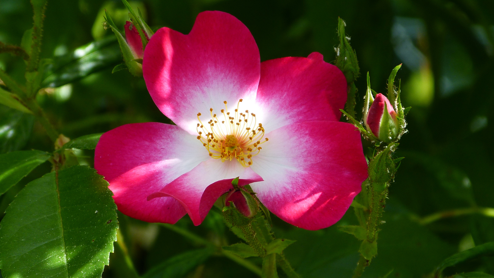 die Rosen meiner Frau 