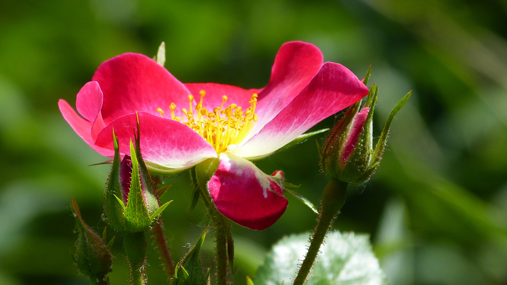 die Rosen meiner Frau