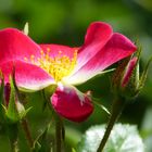 die Rosen meiner Frau