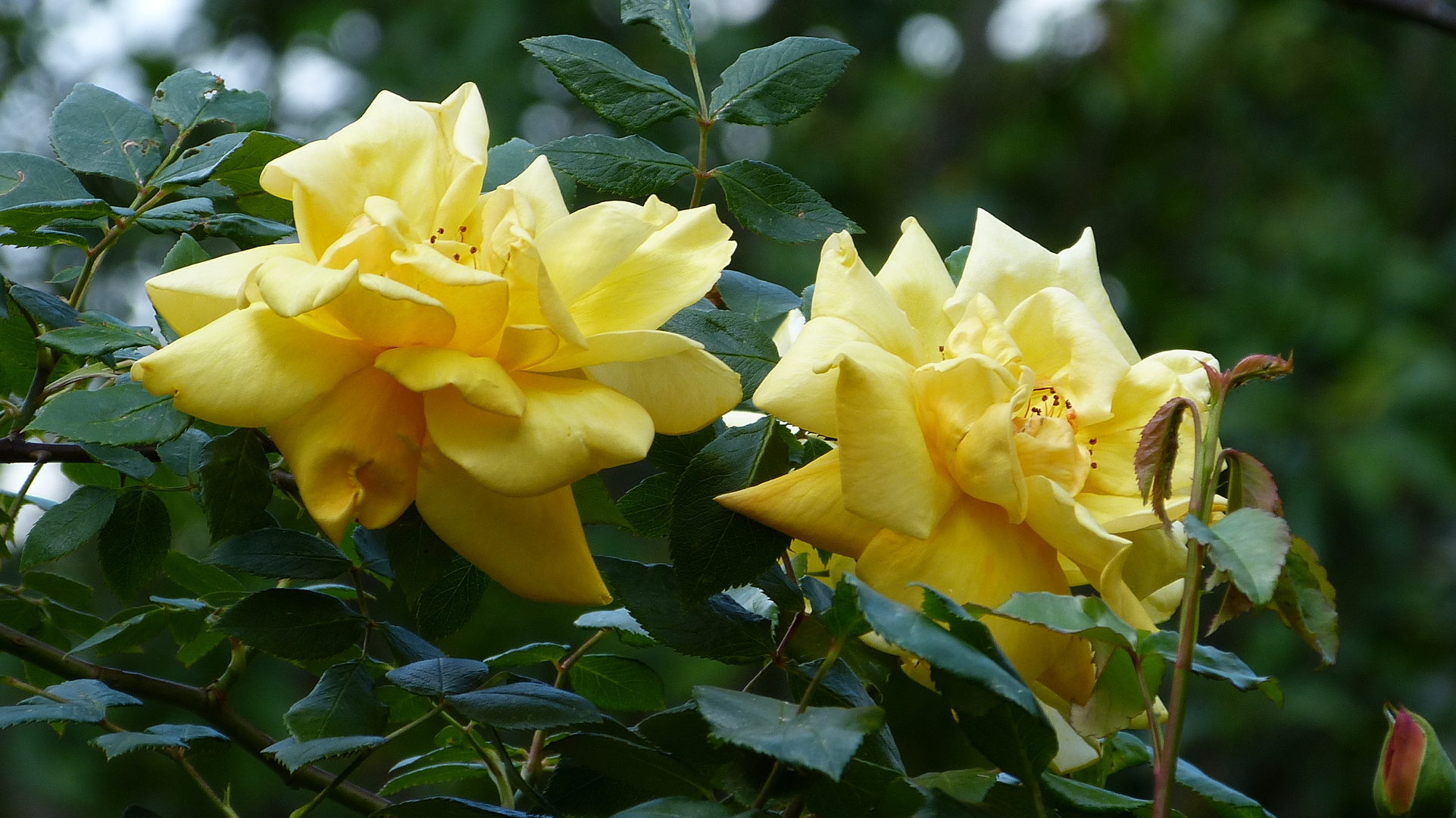 die Rosen meiner Frau