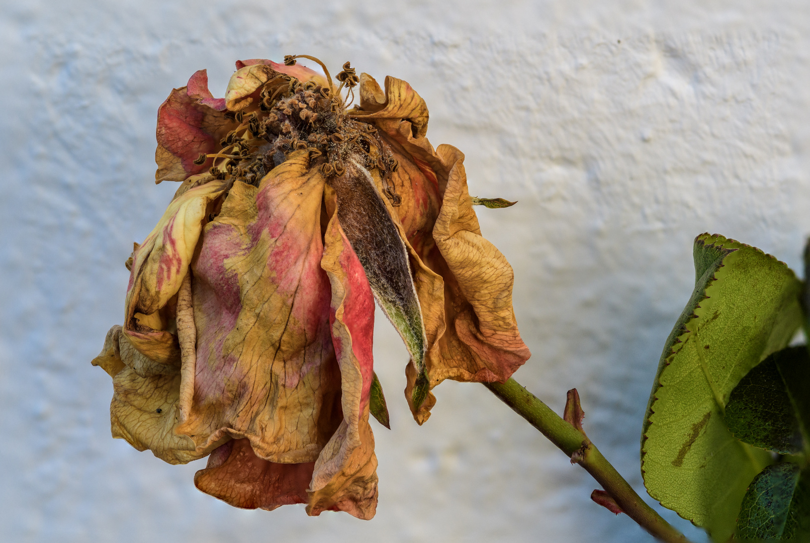 Die Rosen sind auch nicht alle frostbeständig...