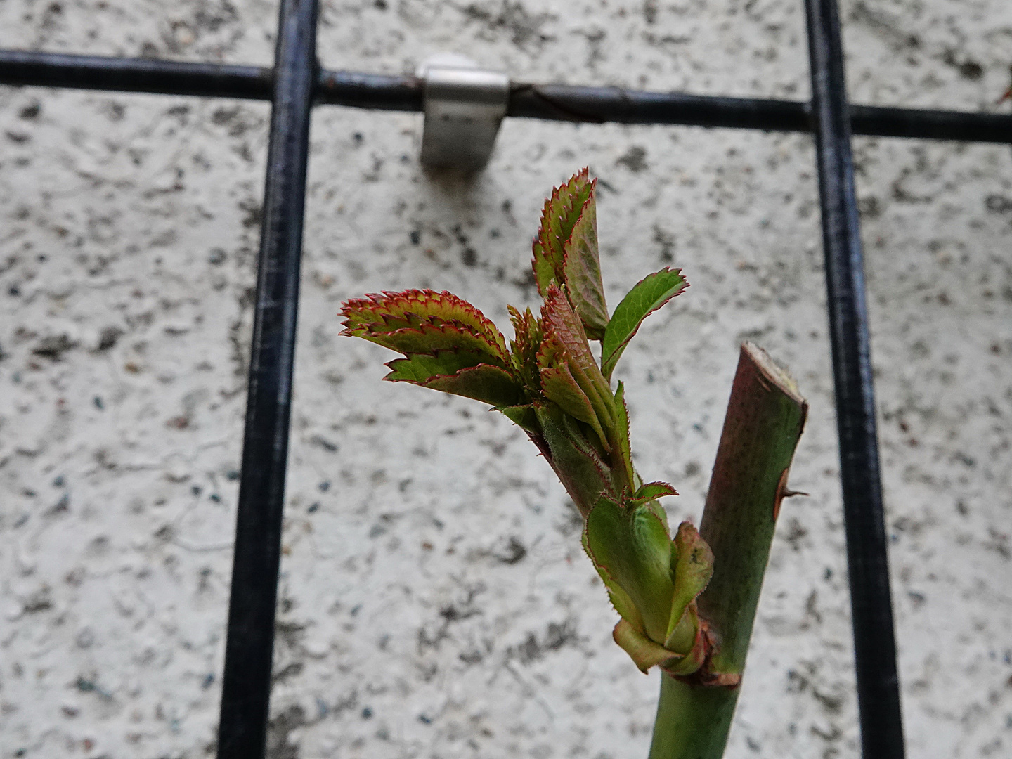 die Rosen treiben aus - aufgenommen am 14.02.2022 -