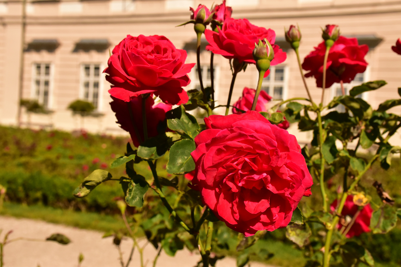 Die Rosen vom Schloss Mirabell