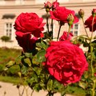 Die Rosen vom Schloss Mirabell