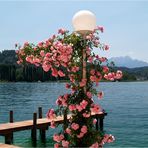 Die Rose(n) vom Wörthersee