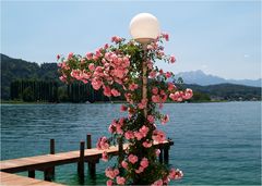 Die Rose(n) vom Wörthersee