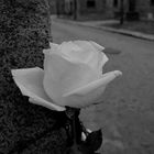 Die Rosen von Auschwitz-Birkenau (1)