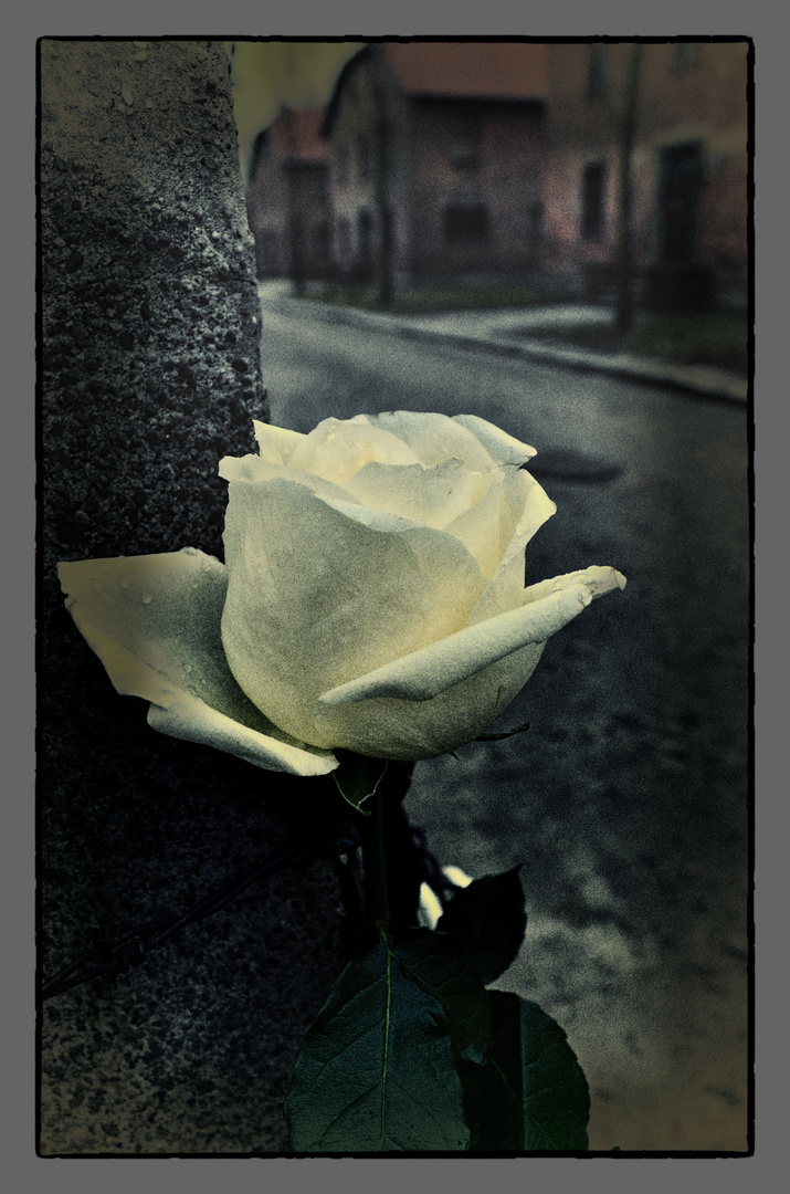 Die Rosen von Auschwitz-Birkenau (1) (Farbvariante)