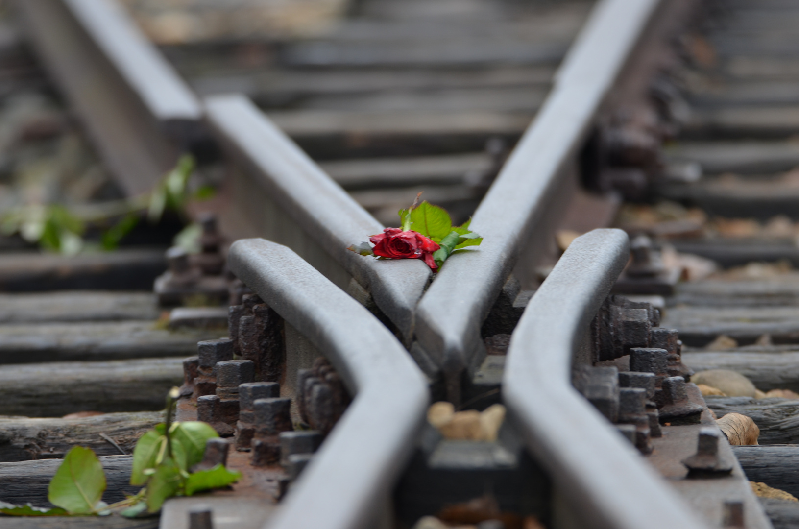 Die Rosen von Auschwitz-Birkenau (3)