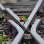 Die Rosen von Auschwitz-Birkenau (3)