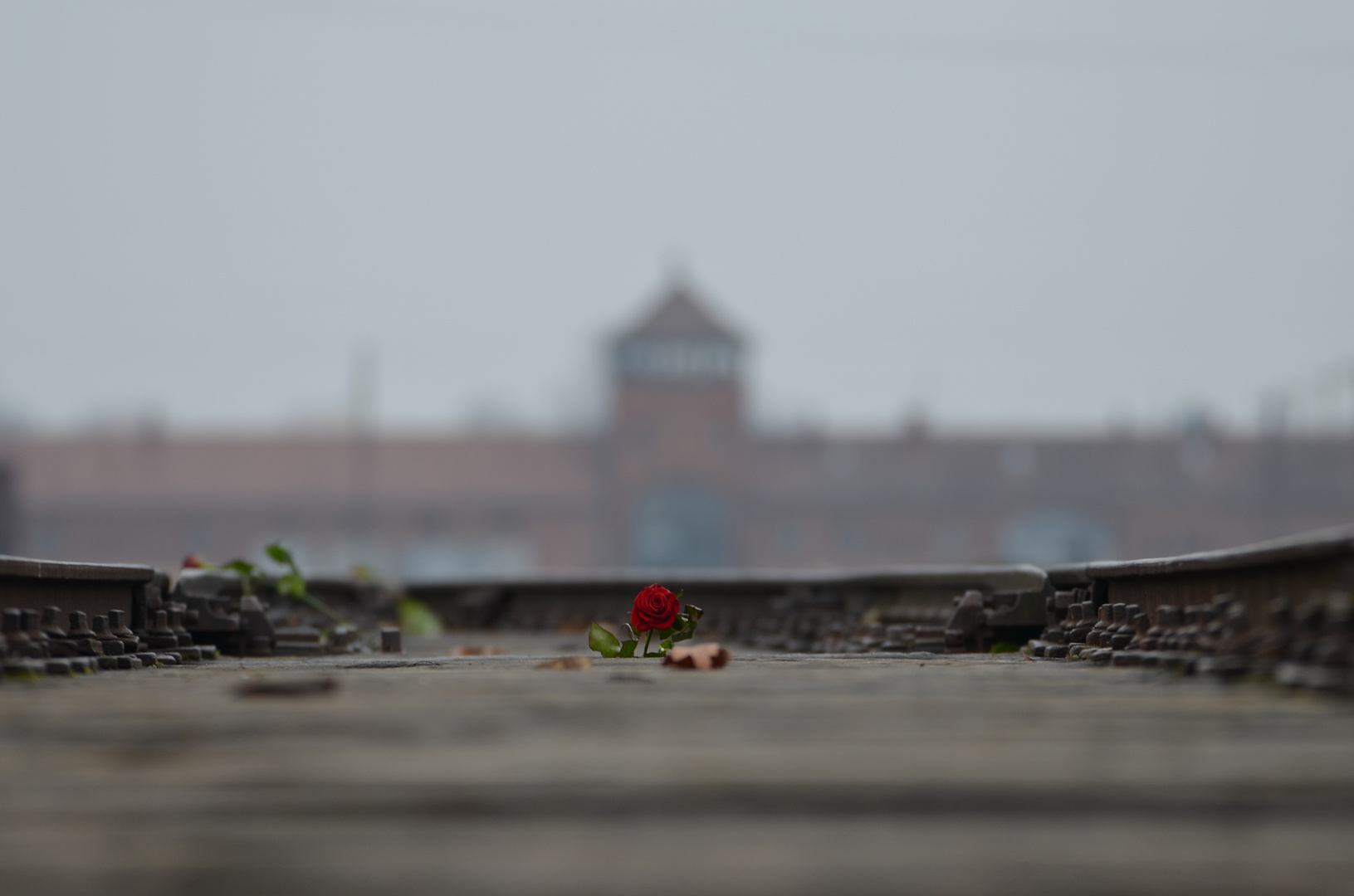 Die Rosen von Auschwitz-Birkenau (4)