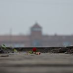 Die Rosen von Auschwitz-Birkenau (4)