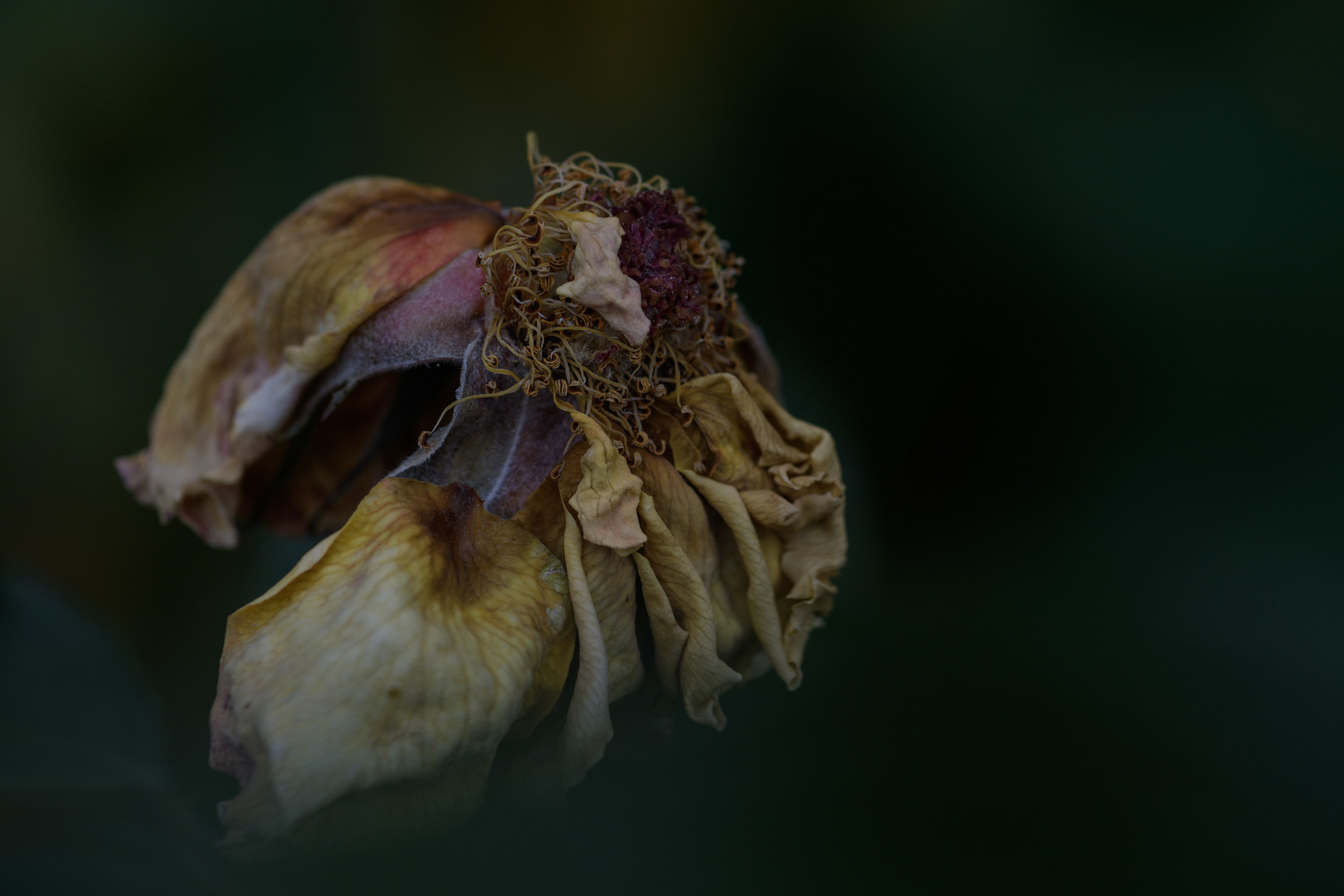 Die Rosen waren auch schon mal rot...