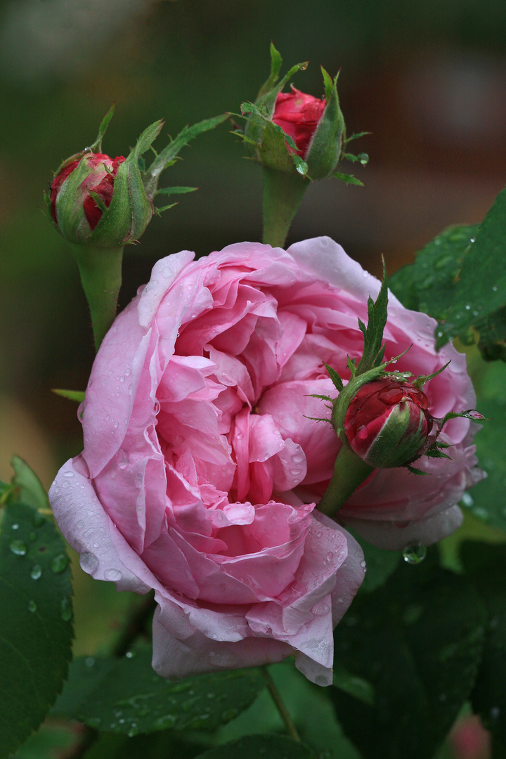 Die Rosenblüte naht...