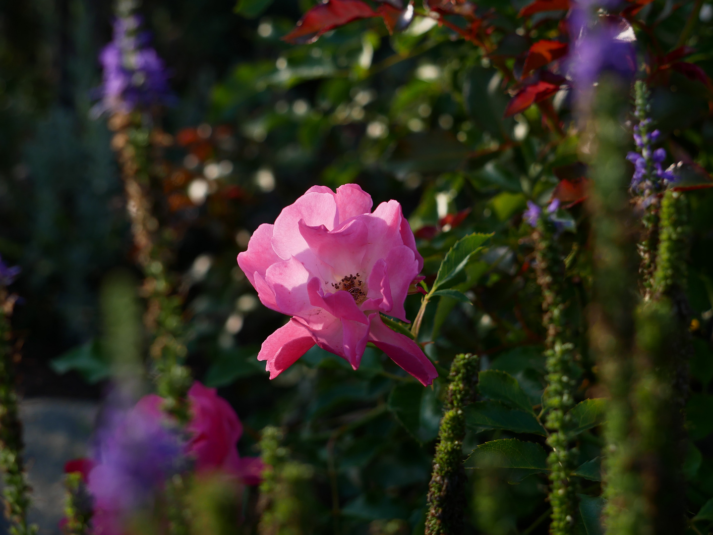 Die Rosenschönheit.