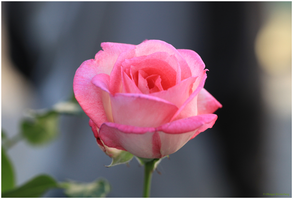 Die Rosensorte Harlekin ist eine Kletterrose