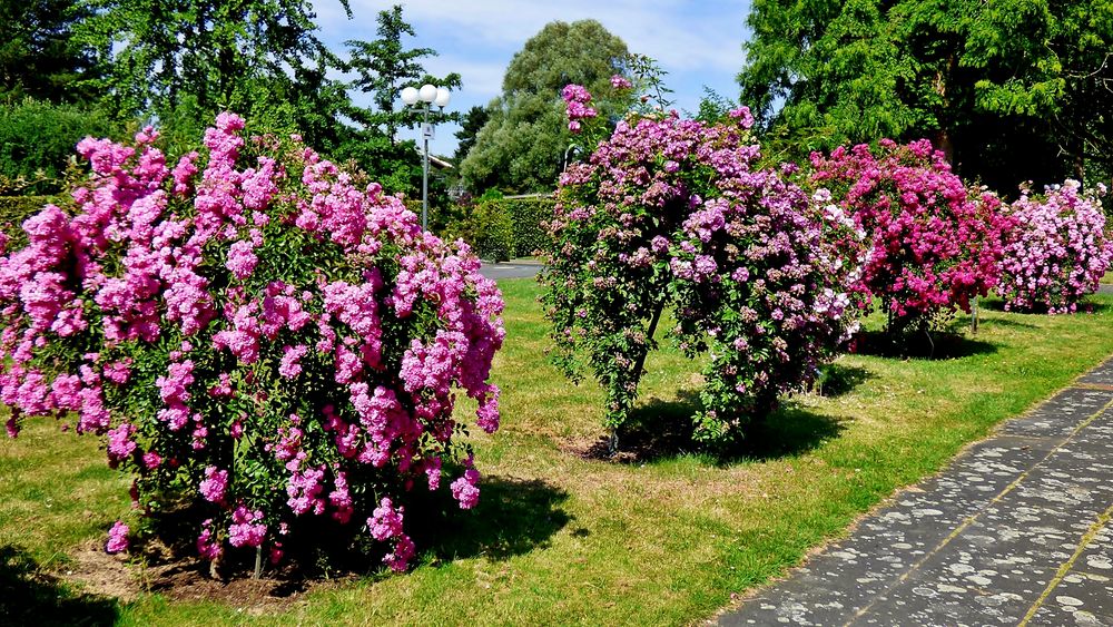 42+ Vorgarten Rosenstämmchen, Sie möchten rosen, die nicht nur