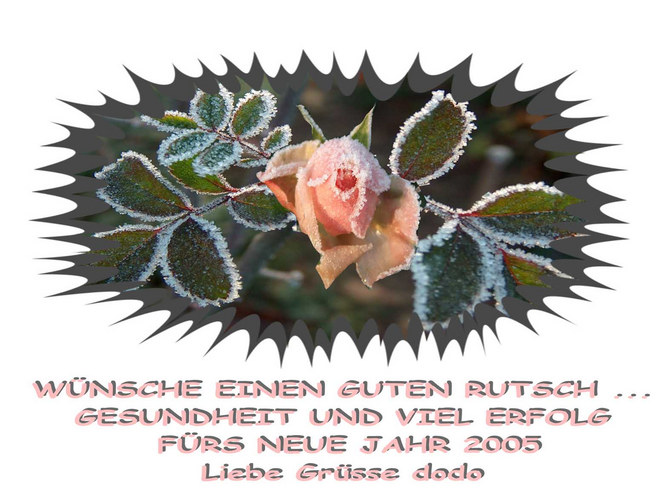 Die Rosenzeit ist vorbei........2004 ...auf ins neue Jahr