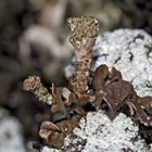 Die Rosettige Kalk-Becherflechte* in "meinem" geliebten Wald! - Un lichen dans une forêt que j'aime!