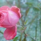 Die Rose.......Wintertraum...................Naturwunder!