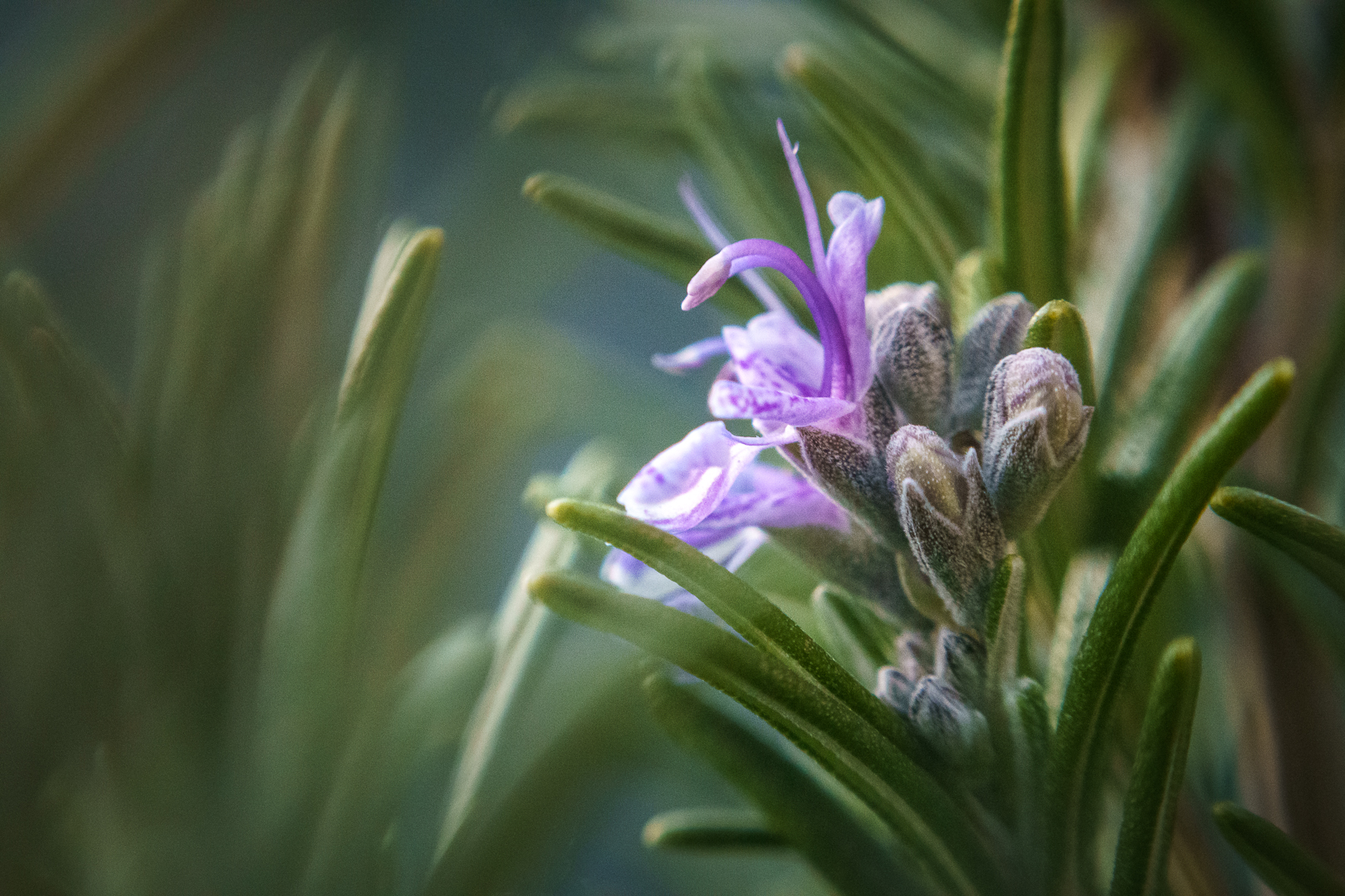 Die Rosmarinblüte