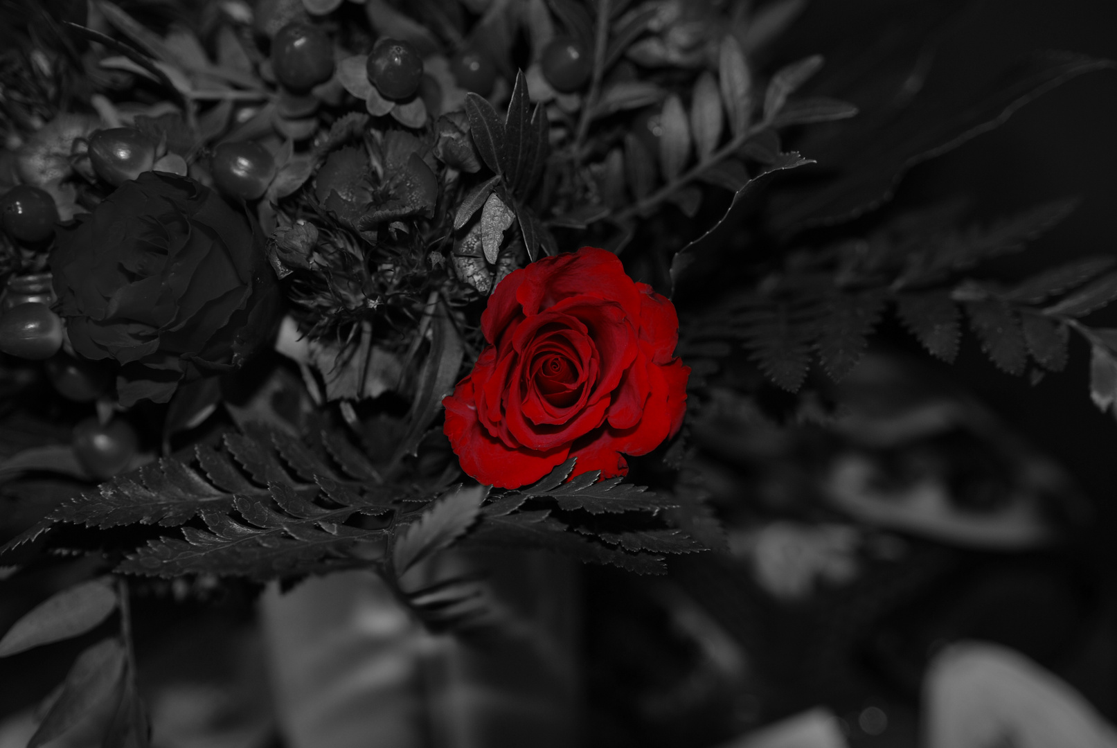 Die Rosse (CK)