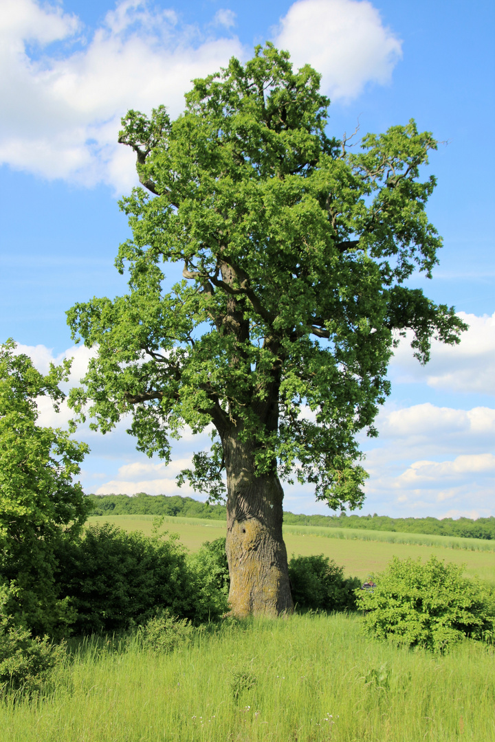 Die Roßfelder Steineiche