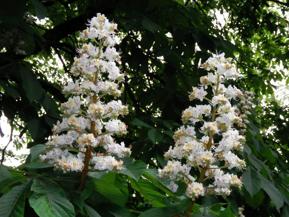 Die Rosskastanien (Aesculus hippocastanum) blühen