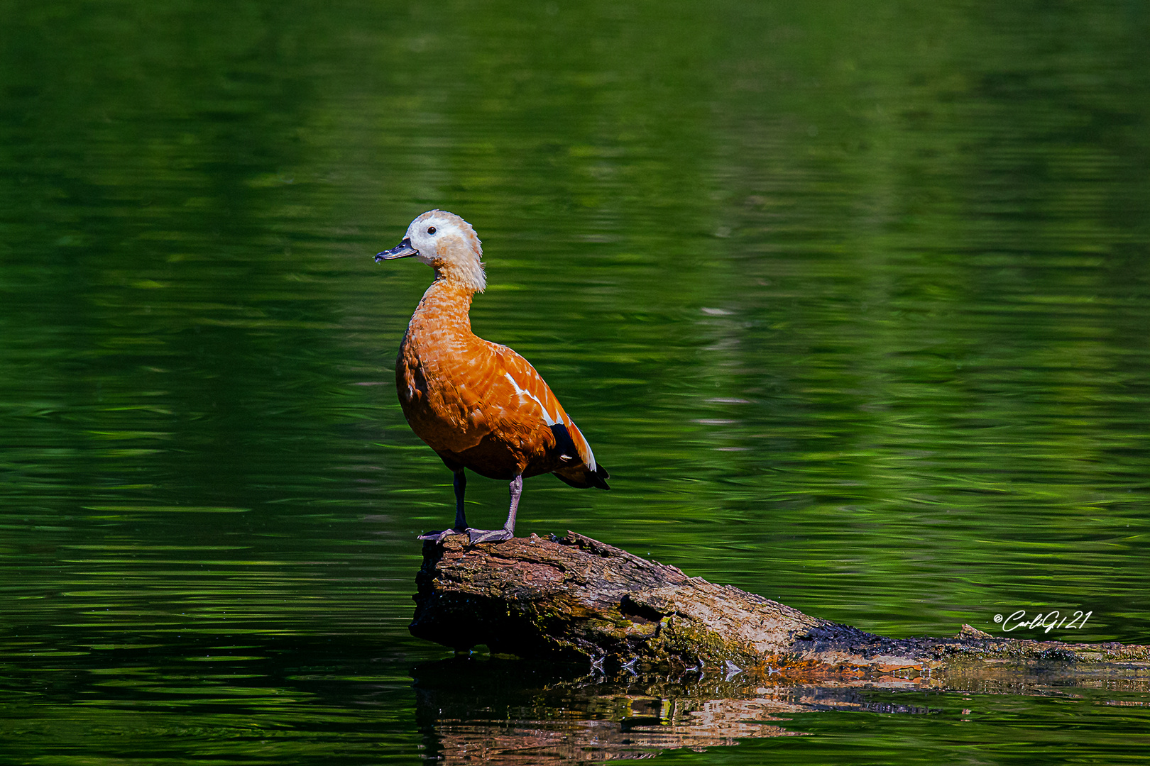 Die Rostgans 